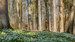 Foto spacer po lesie miejskim w Giżycku, kwiecień 2023 r. - zdjęcie 24