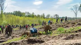 Przy Wilczym Szańcu posadzono 5000 dębów - zdjęcie 61