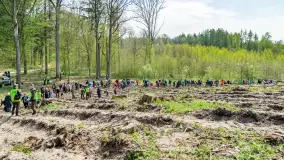 Przy Wilczym Szańcu posadzono 5000 dębów - zdjęcie 17