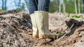 Przy Wilczym Szańcu posadzono 5000 dębów - zdjęcie 69