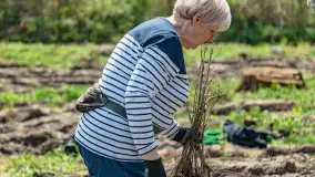 Przy Wilczym Szańcu posadzono 5000 dębów - zdjęcie 9