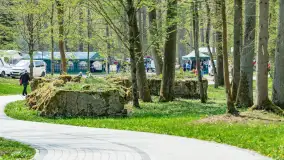 Przy Wilczym Szańcu posadzono 5000 dębów - zdjęcie 89