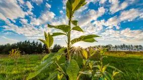 Wiosenny zachód słońca nad Darginem - zdjęcie 15