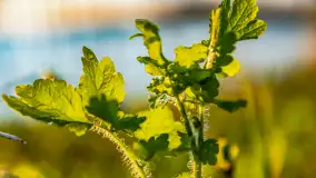 Wiosenny zachód słońca nad Darginem - zdjęcie 29