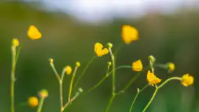 Majowy zachód słońca nad jeziorem Siercze, 2023 - zdjęcie 16