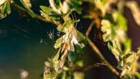 Zachód słońca nad jeziorem Niegocin, maj 2023 r. - zdjęcie 19