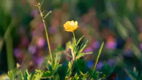 Zachód słońca nad jeziorem Kisajno widziany z dawnego Almaturu - zdjęcie 32