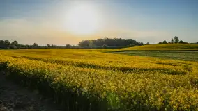 Wspomnienia rzepakowych pól na Mazurach 2023 - zdjęcie 18
