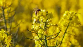 Wspomnienia rzepakowych pól na Mazurach 2023 - zdjęcie 62