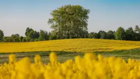 Wspomnienia rzepakowych pól na Mazurach 2023 - zdjęcie 3