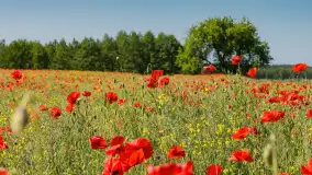 Makowe, mazurskie, czerwone pola, czerwiec 2023 r. - zdjęcie 22