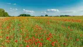 Makowe, mazurskie, czerwone pola, czerwiec 2023 r. - zdjęcie 6