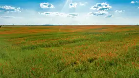 Makowe, mazurskie, czerwone pola, czerwiec 2023 r. - zdjęcie 40