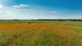 Makowe, mazurskie, czerwone pola, czerwiec 2023 r. - zdjęcie 27