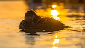 Zachód słońca nad jeziorem Świecajty, widok z Ognistego Ptaka, czerwiec 2023 r. - zdjęcie 9