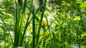 Jezioro Seksty i okolice kanału Jeglińskiego, czerwiec 2023 r. - zdjęcie 23