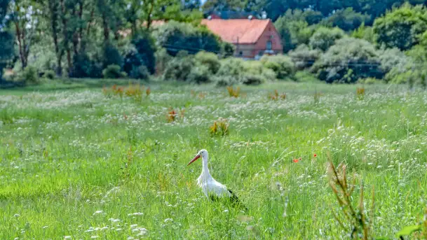 Bociany na wopławskiej łące, lipiec 2023 r. - zdjęcie 11