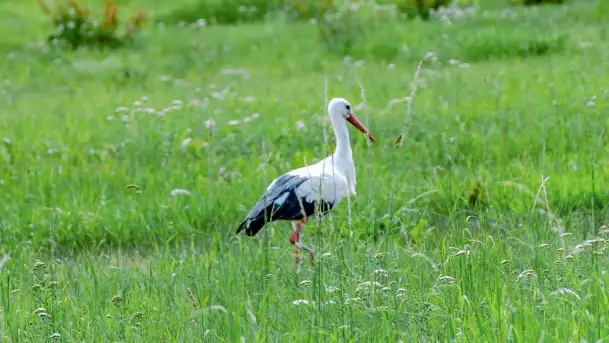 Bociany na wopławskiej łące, lipiec 2023 r. - zdjęcie 8