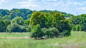 Bociany na wopławskiej łące, lipiec 2023 r. - zdjęcie 7