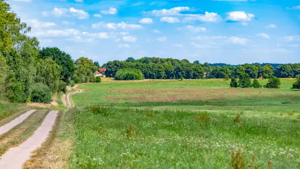 Bociany na wopławskiej łące, lipiec 2023 r. - zdjęcie 3