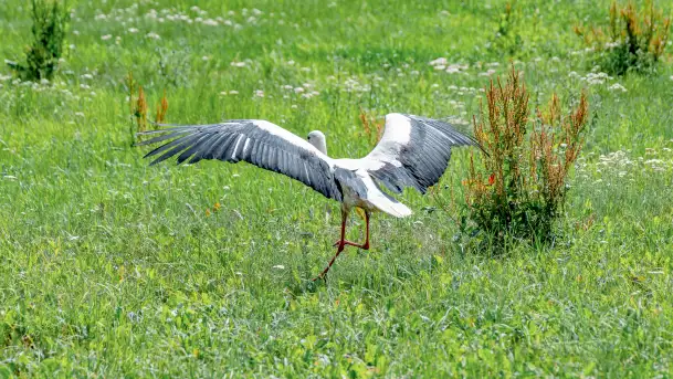 Bociany na wopławskiej łące, lipiec 2023 r. - zdjęcie 4