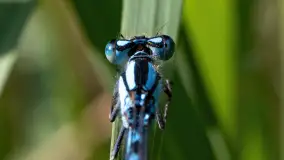 Najmniejsi mieszkańcu Mazur w naszym obiektywie, lipiec 2023 r. - zdjęcie 11
