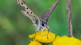 Najmniejsi mieszkańcu Mazur w naszym obiektywie, lipiec 2023 r. - zdjęcie 16