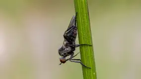 Najmniejsi mieszkańcu Mazur w naszym obiektywie, lipiec 2023 r. - zdjęcie 51