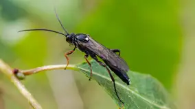 Najmniejsi mieszkańcu Mazur w naszym obiektywie, lipiec 2023 r. - zdjęcie 42