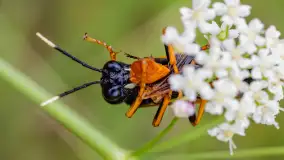 Najmniejsi mieszkańcu Mazur w naszym obiektywie, lipiec 2023 r. - zdjęcie 31