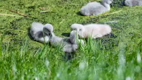 Łabędzie są nieodzownym elementem Mazur - zdjęcie 4