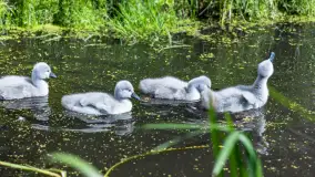 Łabędzie są nieodzownym elementem Mazur - zdjęcie 11