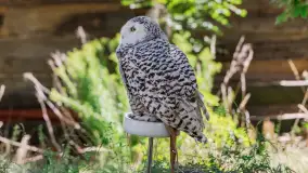 Festiwal Kultury Średniowiecza Masuria 2023 - fotorelacja - zdjęcie 19