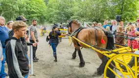 Fotorelacja z czempionatu w Stadzie Ogierów w Kętrzynie, lipiec 2023 - zdjęcie 27