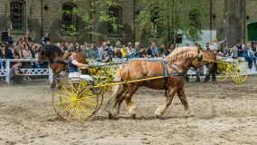 Fotorelacja z czempionatu w Stadzie Ogierów w Kętrzynie, lipiec 2023 - zdjęcie 39