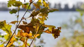 Jesień nad jeziorem Iławki, końcówka października 2023 r. - zdjęcie 5