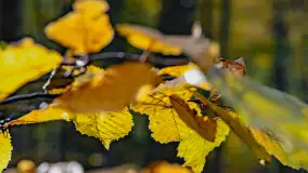 Złota mazurska jesień w Mrągowie nad jeziorem Juno - zdjęcie 44