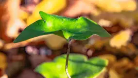 Złota mazurska jesień w Mrągowie nad jeziorem Juno - zdjęcie 47