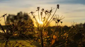 Przyrodniczy wschód słońca nad jeziorem Mażańskie - zdjęcie 4