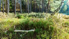 Magia mazurskiej jesieni nad jeziorem Wesołek, listopad 2023 r. - zdjęcie 15