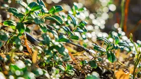 Magia mazurskiej jesieni nad jeziorem Wesołek, listopad 2023 r. - zdjęcie 29