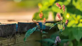 Wrześniowy zachód słońca nad jeziorem Dargin - zdjęcie 20
