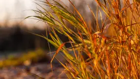 Zachód nad jeziorem Niegocin, listopad 2023 r. - zdjęcie 3