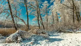 Zima w porcie Łabędzi Ostrów w Pięknej Górze, listopada 2023 r. - zdjęcie 47