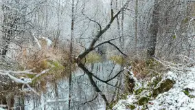 Zwalony most w Kruklankach w zimowej scenerii... bez słońca, listopad 2023 r. - zdjęcie 6