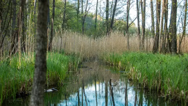 Wiosna w lesie przy Nowym Harszu, maj 2023 r.