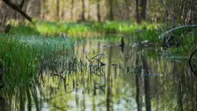 Wiosna w lesie przy Nowym Harszu, maj 2023 r. - zdjęcie 13