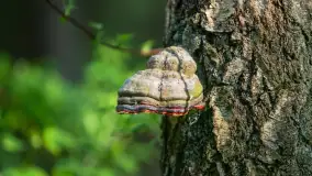 Wiosna w lesie przy Nowym Harszu, maj 2023 r. - zdjęcie 11