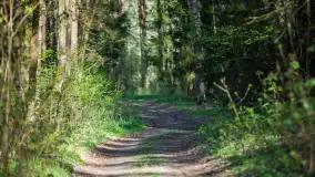 Wiosna w lesie przy Nowym Harszu, maj 2023 r. - zdjęcie 14