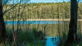 Wiosna w lesie przy Nowym Harszu, maj 2023 r. - zdjęcie 2